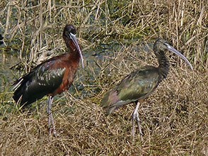 Glossy Ibis - Plegadis falcinellus © John Muddeman
